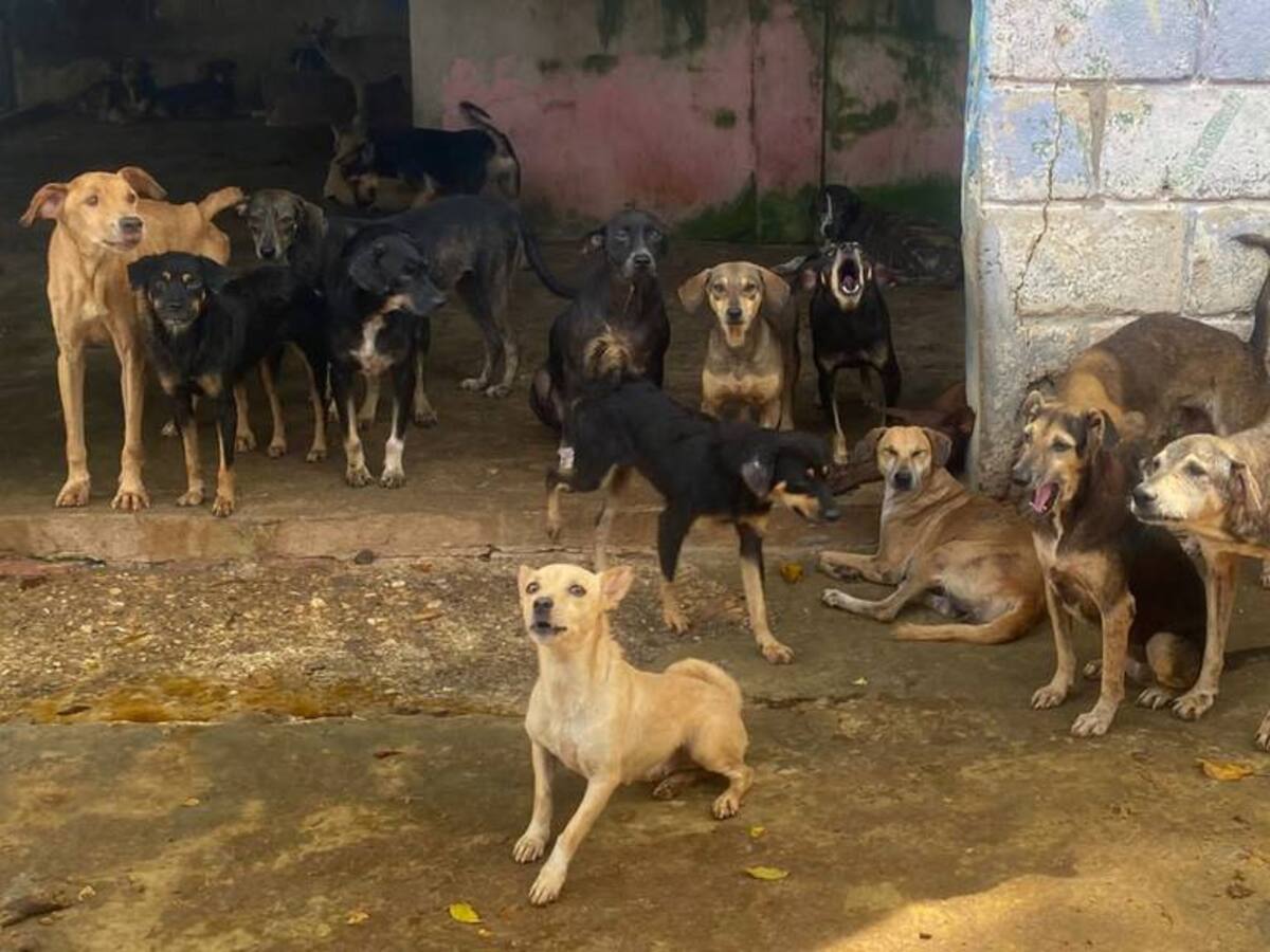 Umata compra microchips y lectores para el censo de animales de calle en Cartagena
