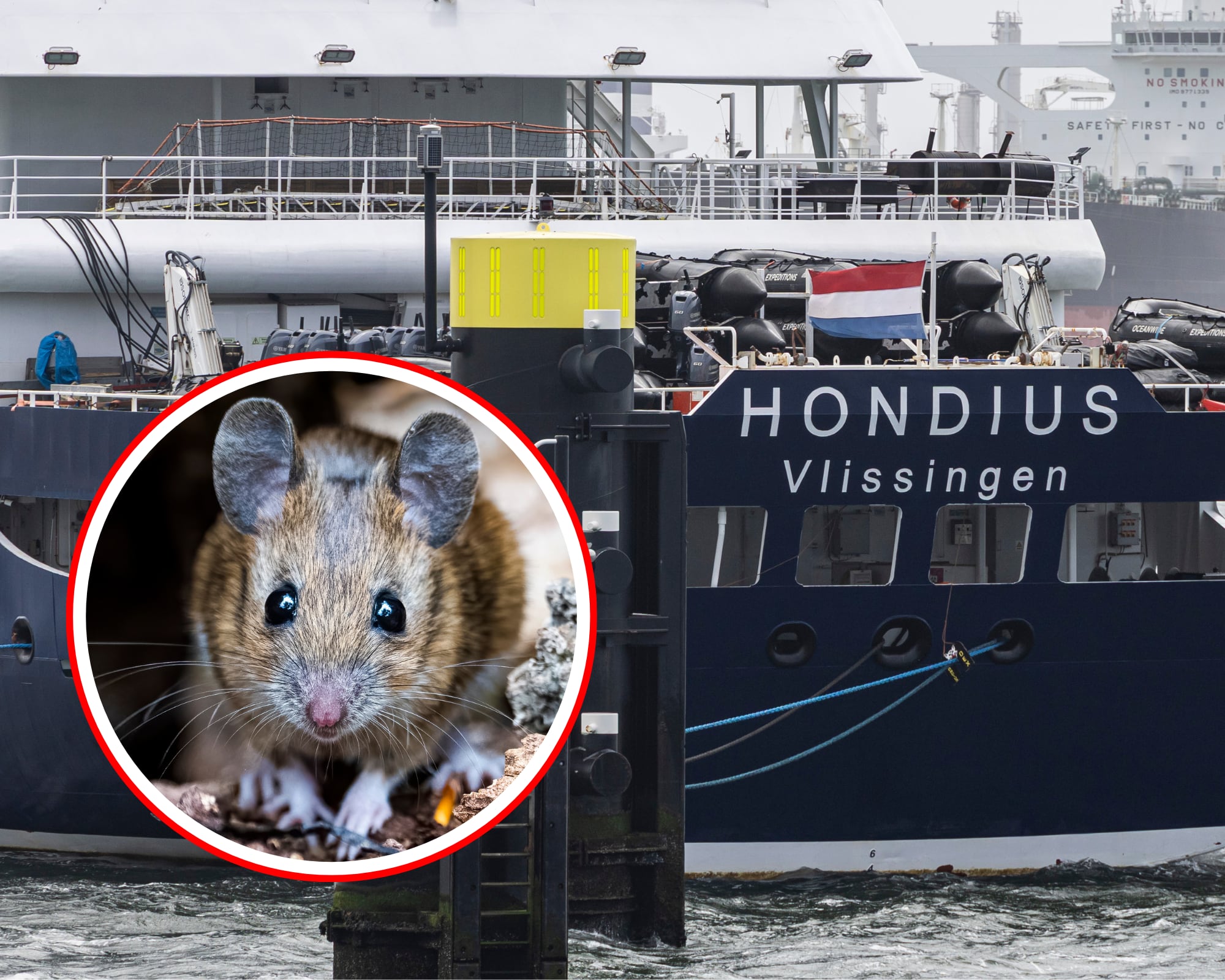 El Ministerio de Salud argentino confirmó que tras revisar distintos ejemplares de roedores en la provincia de Mendoza se determinó que ninguno portaba la cepa de hantavirus encontrada en el crucero Hondius.
(Foto: Caracol Radio / Getty)
