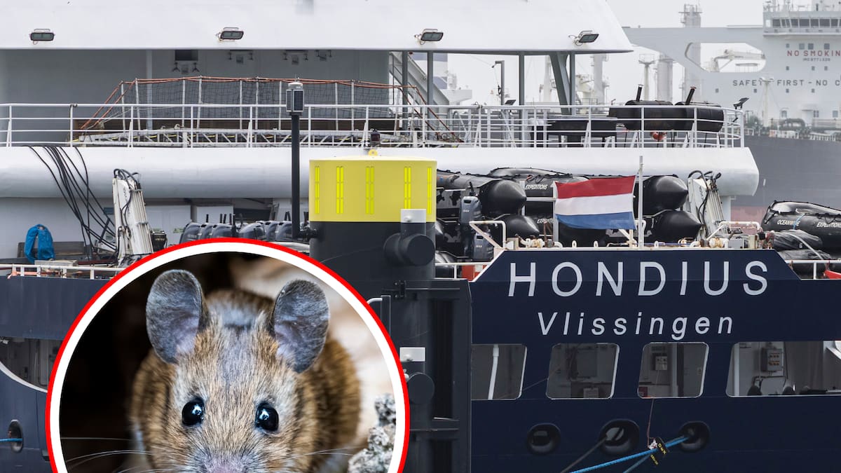 Hantavirus: científicos no encontraron roedores con la cepa del crucero en Argentina