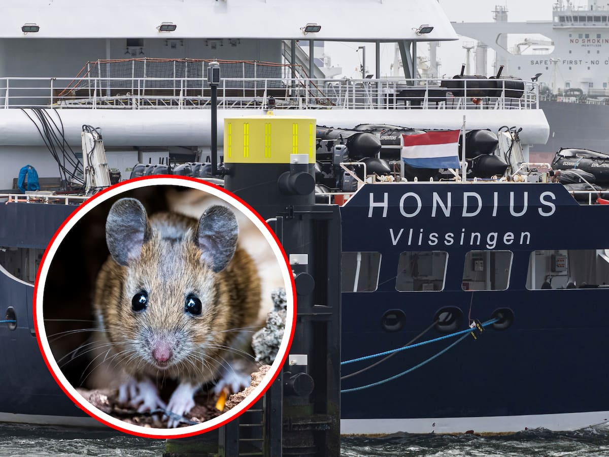 Hantavirus: científicos no encontraron roedores con la cepa del crucero en Argentina