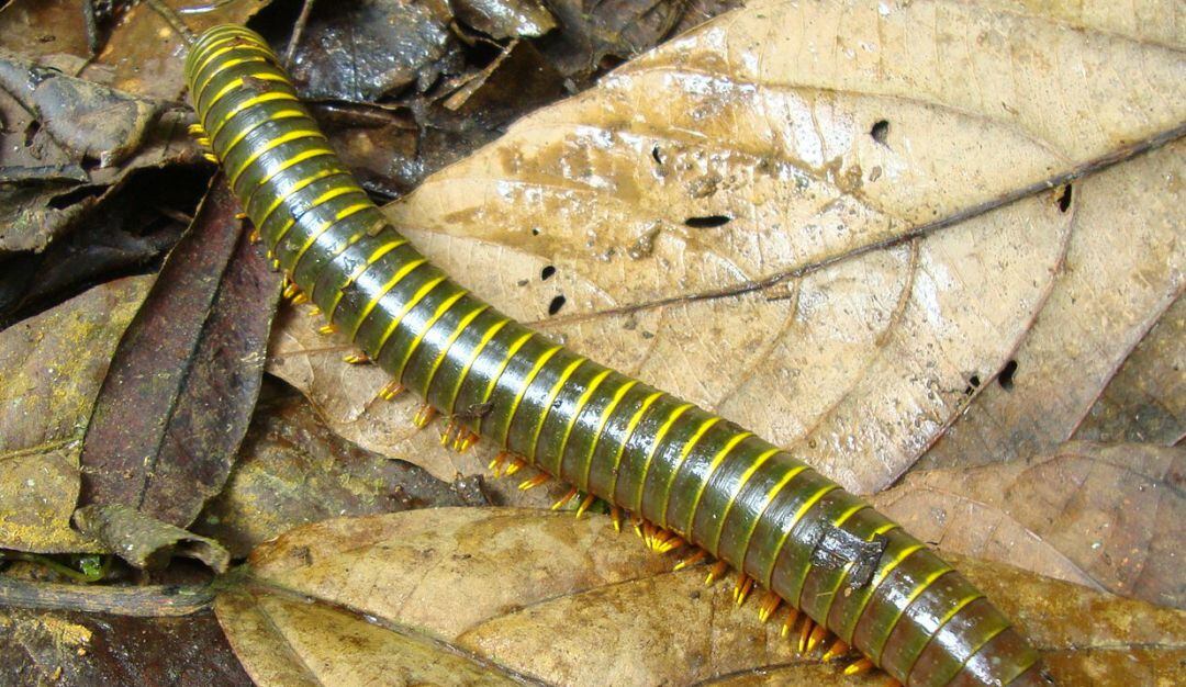 Milpiés - Instituto de Ciencias Naturales, Unal.