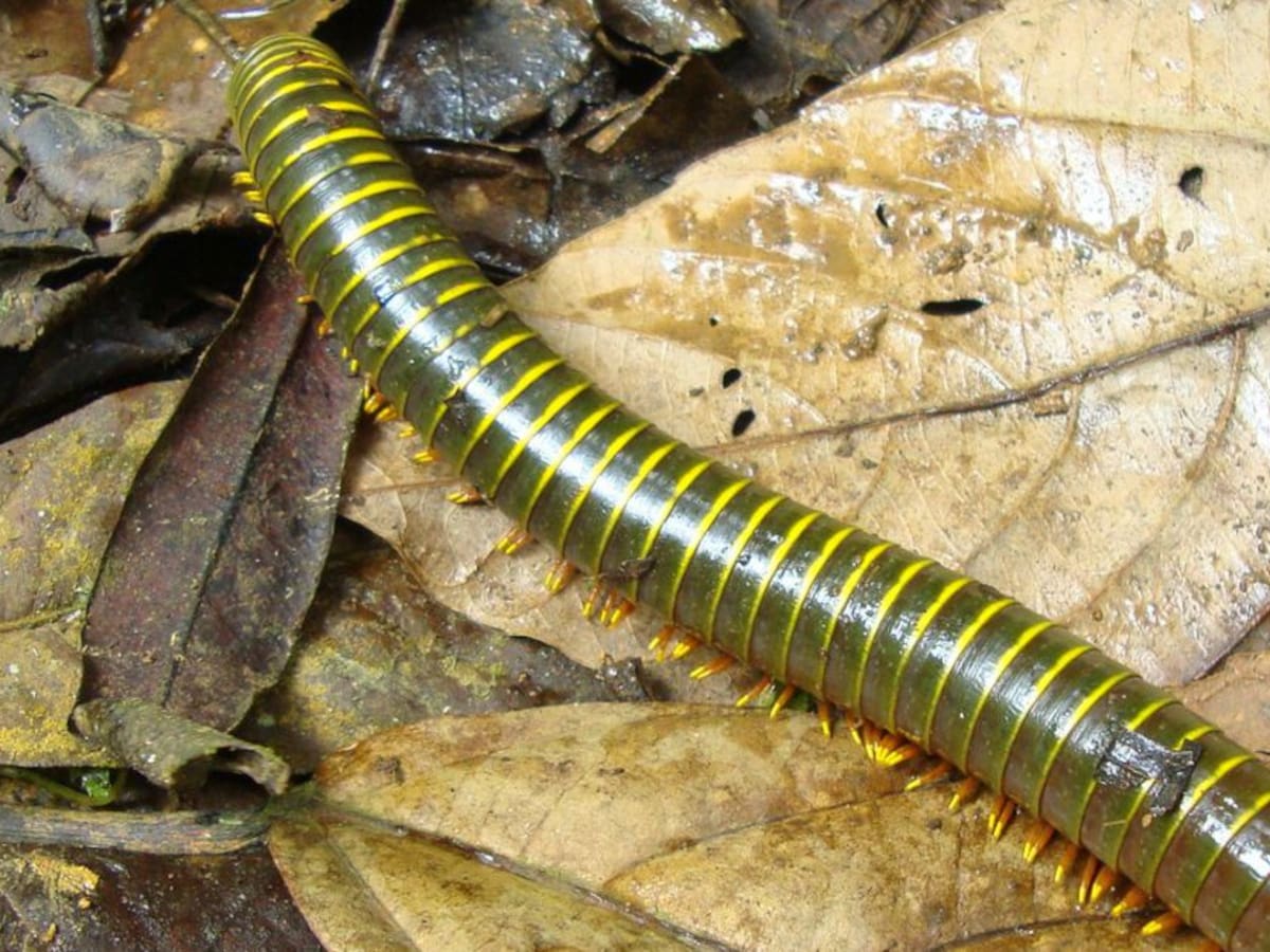 Los cienpiés y los milpiés, ¿útiles o peligrosos?