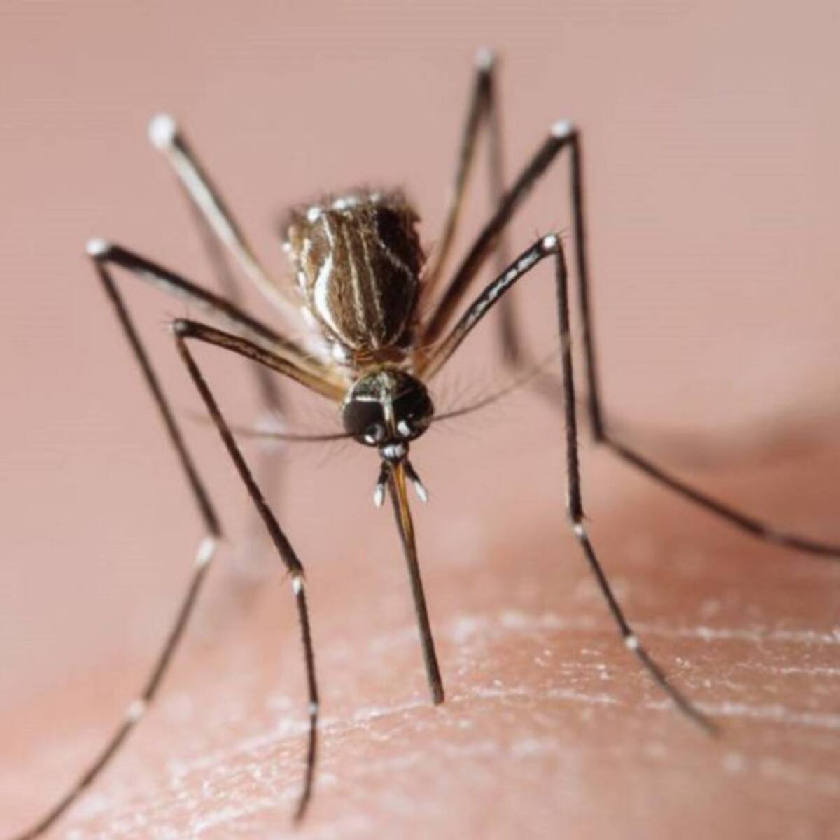 Preocupación en el Concejo de Cali por la amenaza del dengue en la ciudad