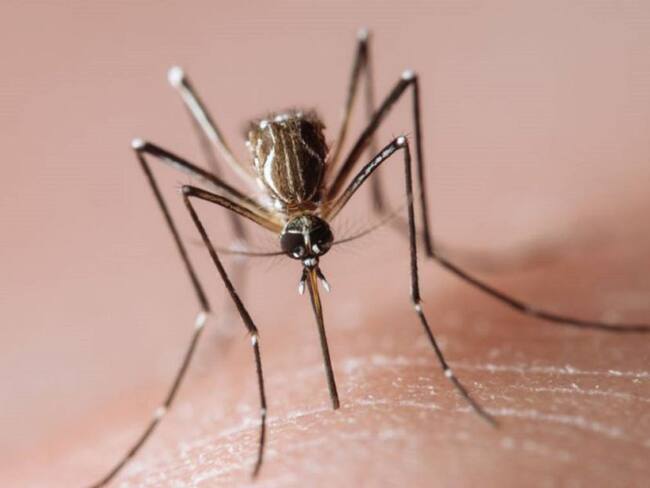Preocupación en el Concejo de Cali por la amenaza del dengue en la ciudad