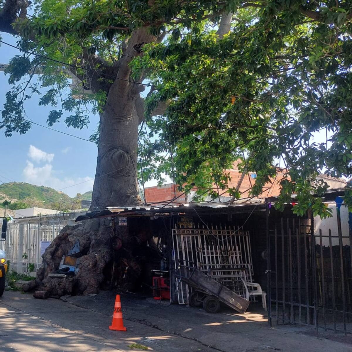 Polémica en Santa Marta por orden de tala de histórica bonga centenaria en el barrio 20 de Julio