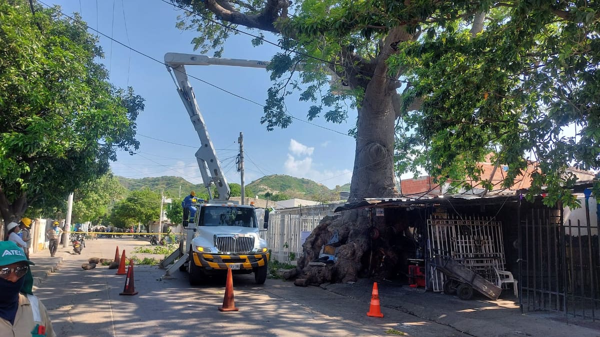 Polémica en Santa Marta por orden de tala de histórica bonga centenaria en el barrio 20 de Julio