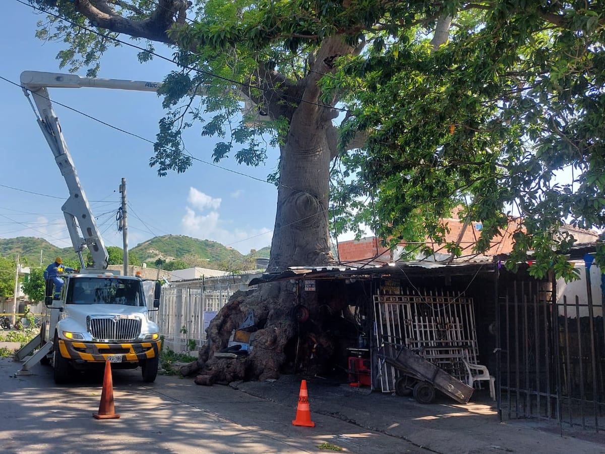 Polémica en Santa Marta por orden de tala de histórica bonga centenaria en el barrio 20 de Julio