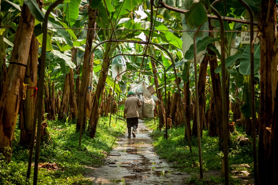 Bananeras- foto archivo cortesía referencia