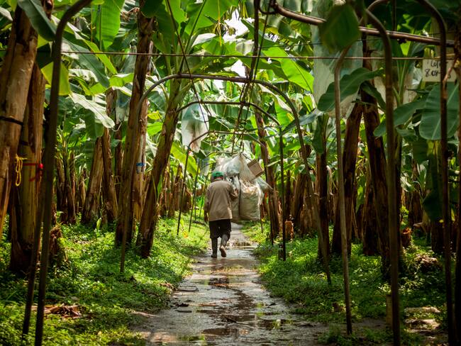 Bananeras- foto archivo cortesía referencia