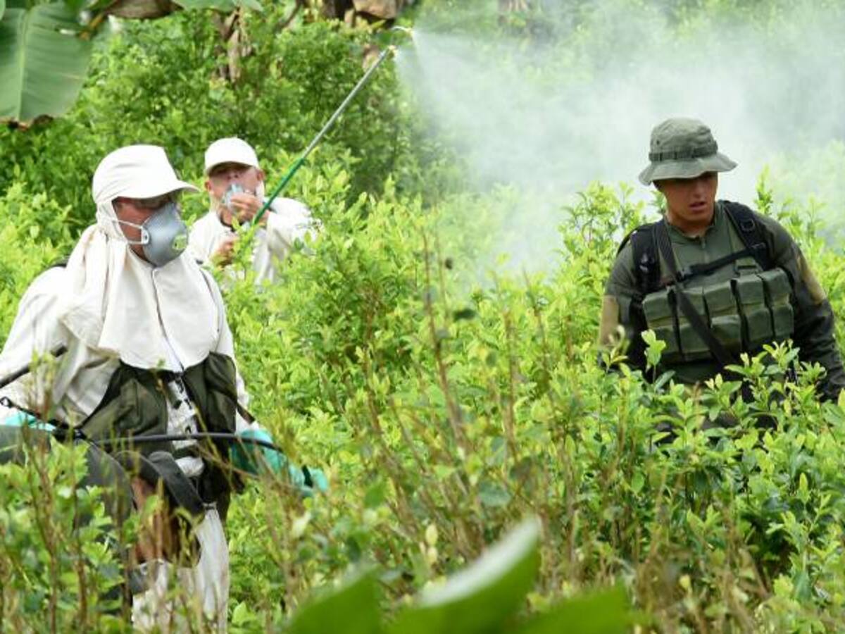 Más de 100.000 familias erradicaran cultivos ilícitos voluntariamente: Rafael Pardo