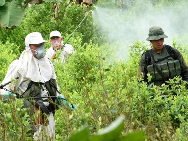 Más de 100.000 familias erradicaran cultivos ilícitos voluntariamente: Rafael Pardo