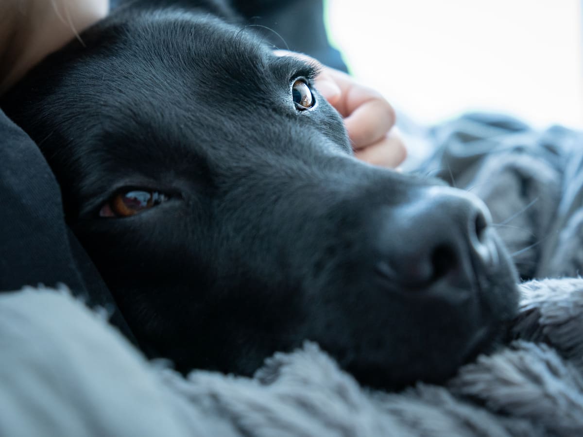 ¿Por qué los perros grandes viven menos? Esta es la explicación científica