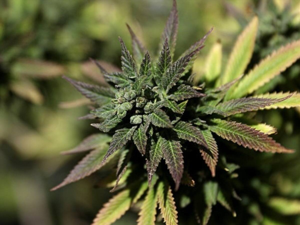Fiscalía erradicó plantación de marihuana camuflada en un cultivo de tomate