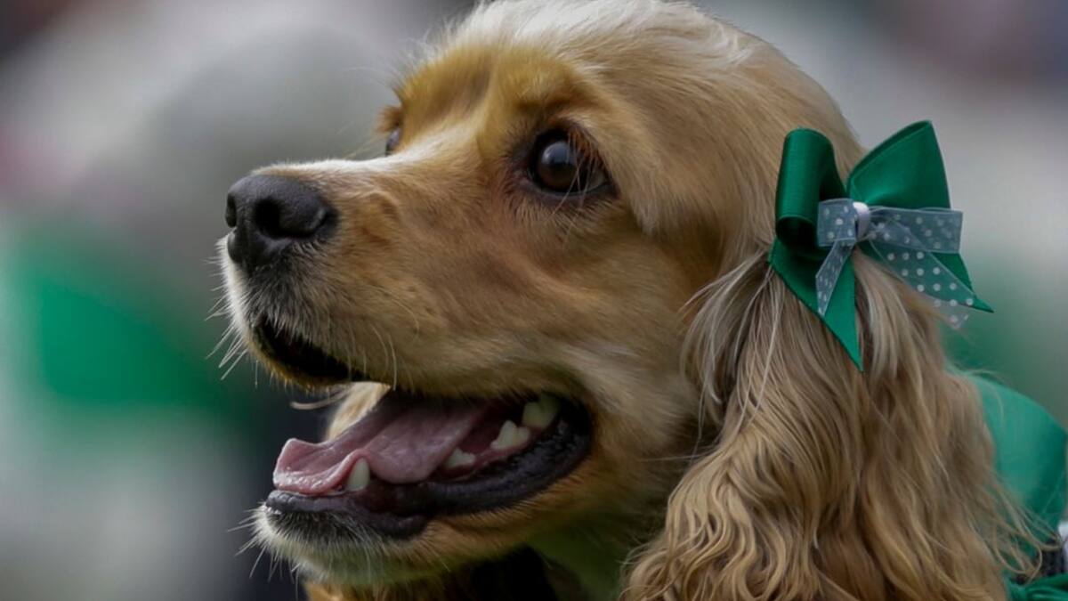 CUIDADOS DE MASCOSTAS - BQUILLA HOY POR HOY 13 ABRIL 2020
