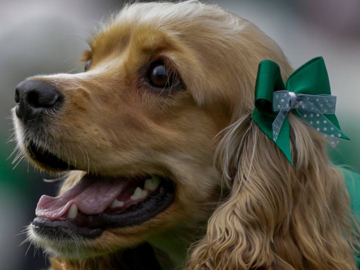Hoy por Hoy: ¿Son las mascotas portadoras del coronavirus?