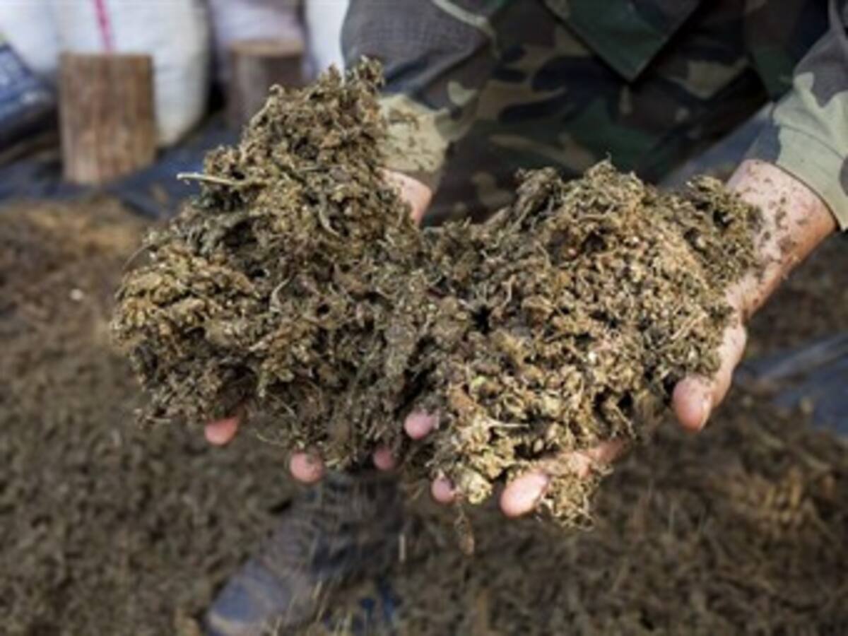 En Risaralda capturaron a dos mujeres con 10 kilos de marihuana adherida a su cuerpo