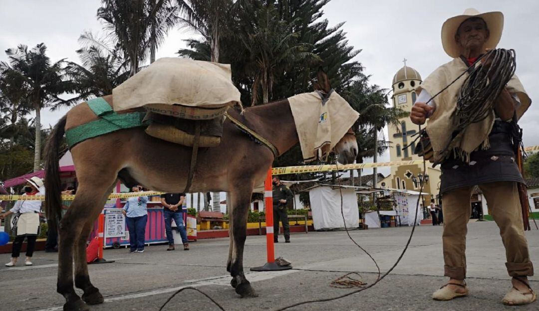 Siguen las actividades por los 178 años de fundación de Salento, Quindío, homenaje a los arrieros