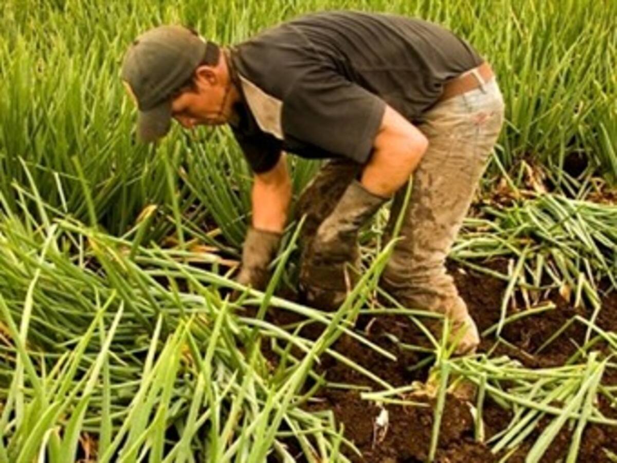 Minagricultura ajustará reglamentación de inversión extranjera para el campo