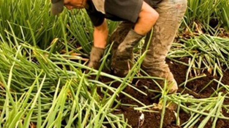 Minagricultura ajustará reglamentación de inversión extranjera para el campo