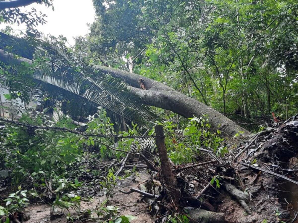 Un fuerte vendaval azotó la población del Guamo, Tolima