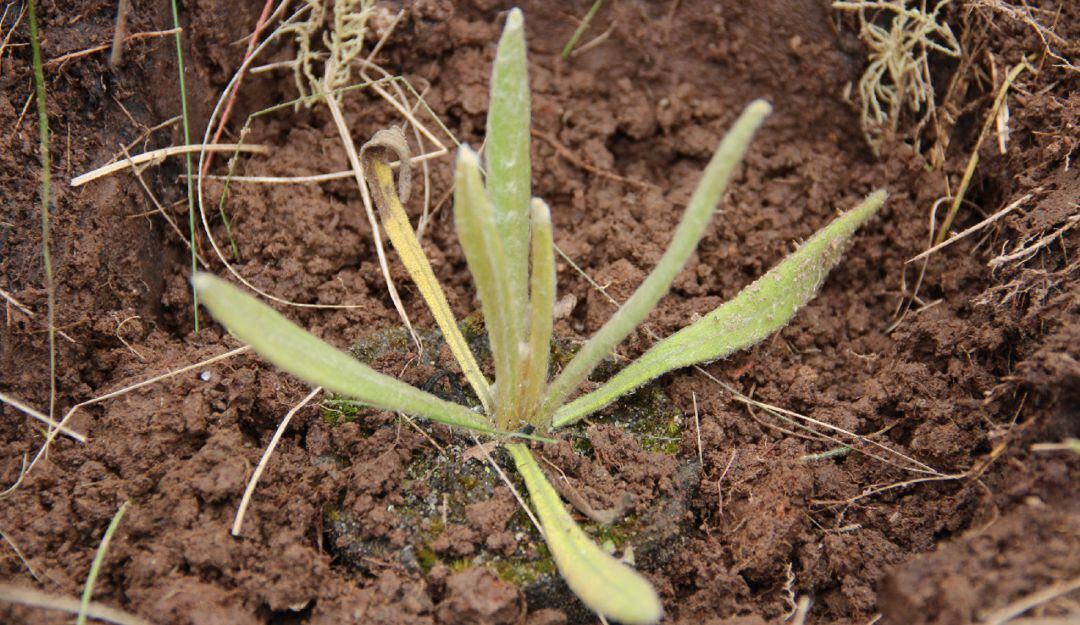 Siembra de frailejones en la Reserva Natural de Río Blanco