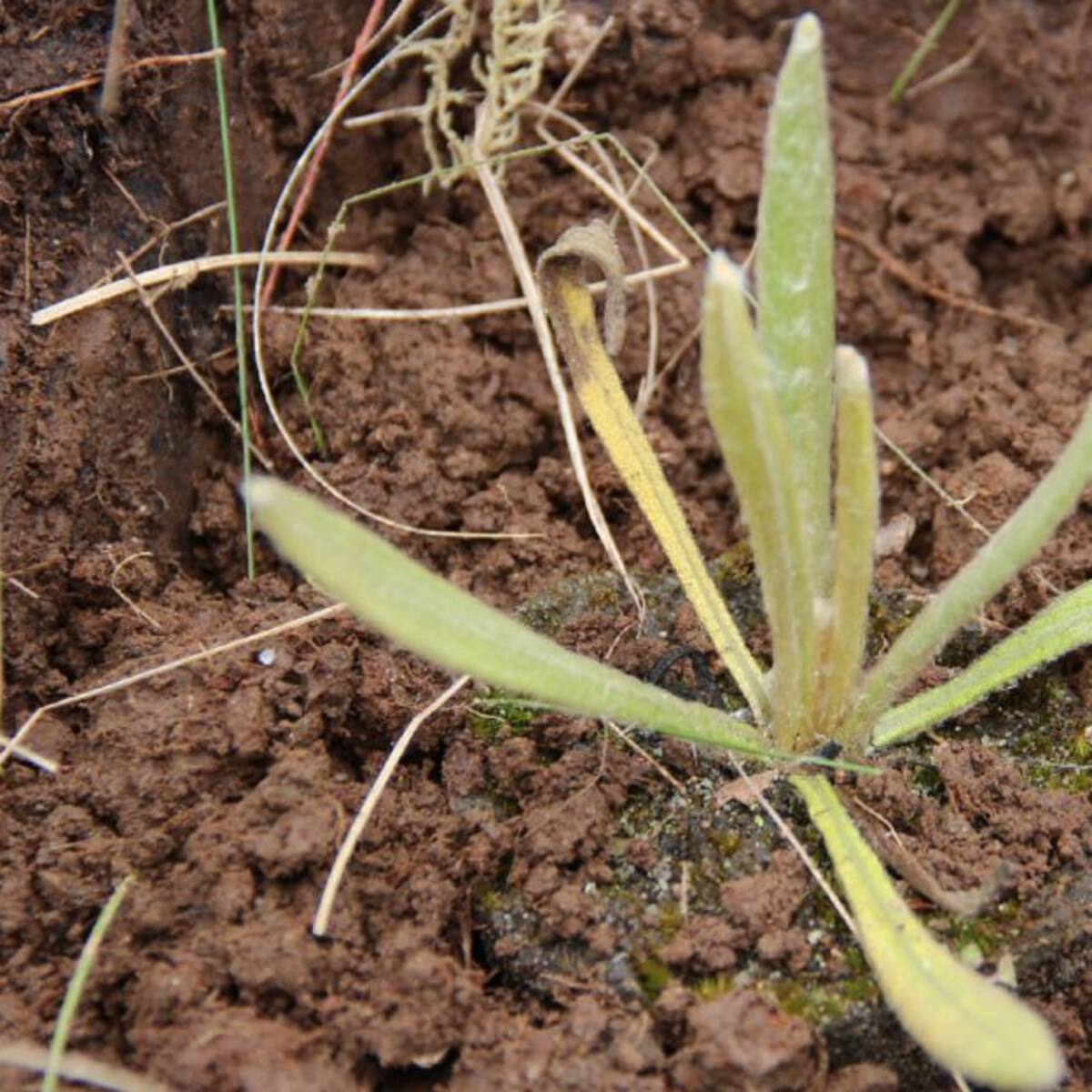 Iniciaron la siembra de frailejones en Reserva de Río Blanco de Manizales