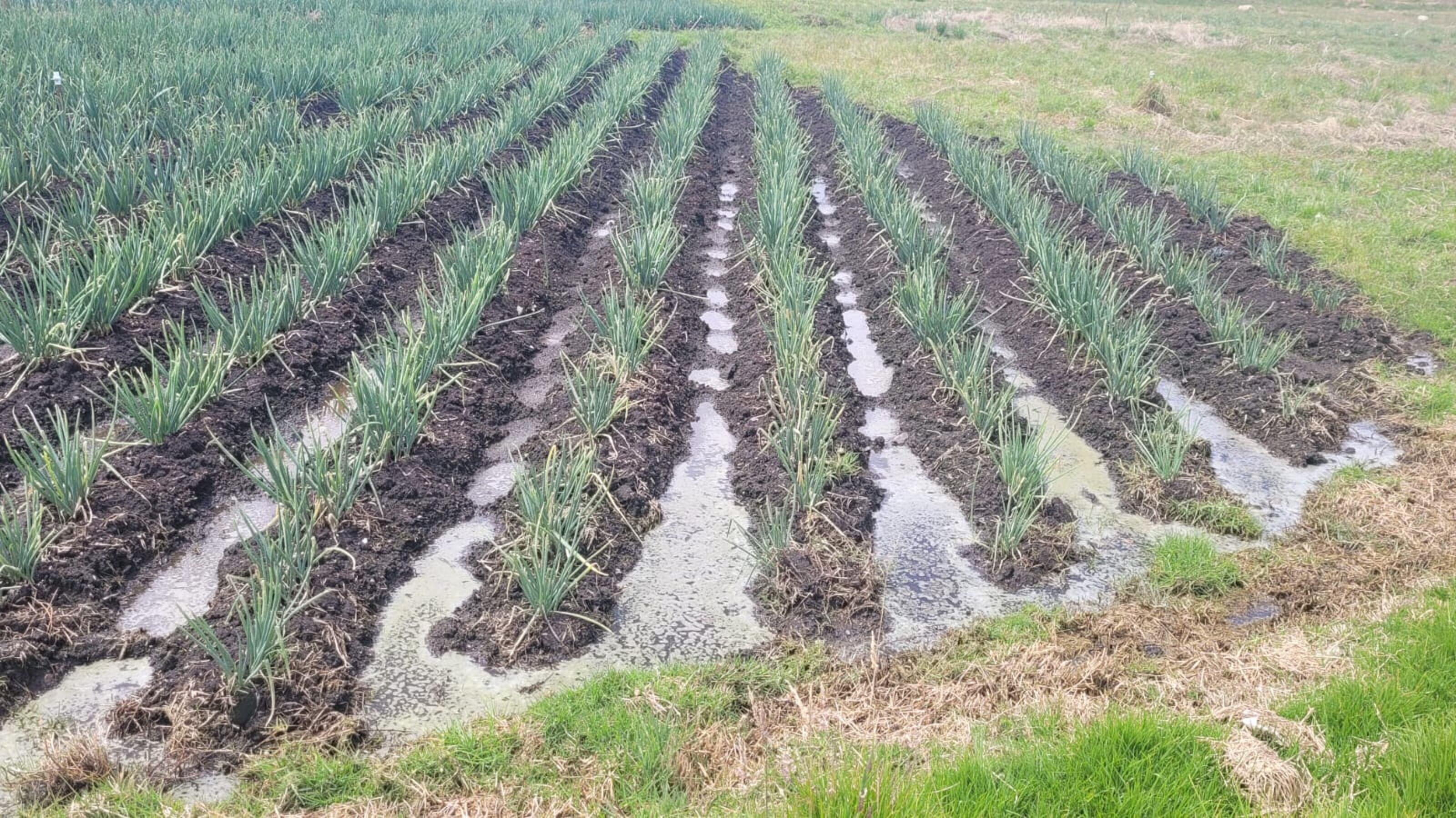 Cultivos de cebolla larga afectados / Caracol Radio.