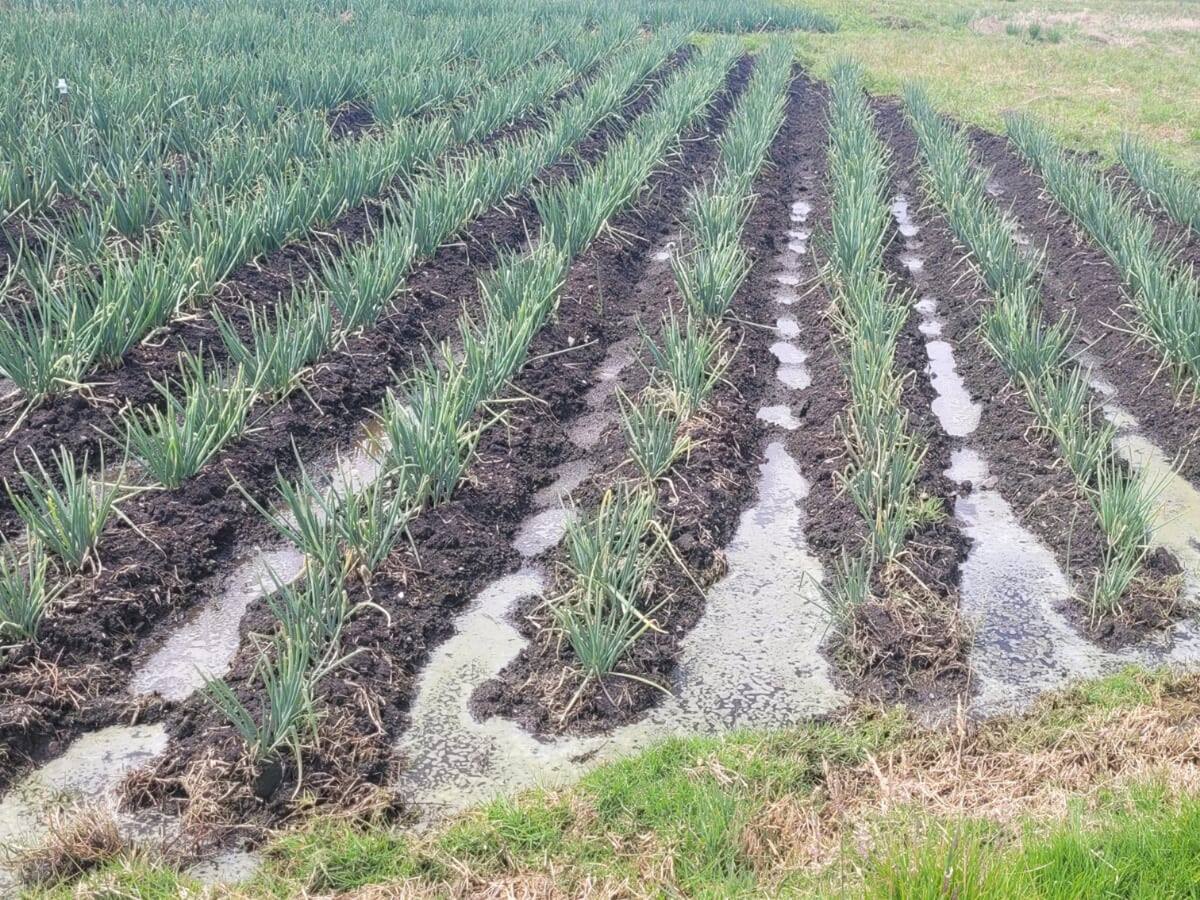 Invierno no da tregua y ya deja varias afectaciones en cultivos