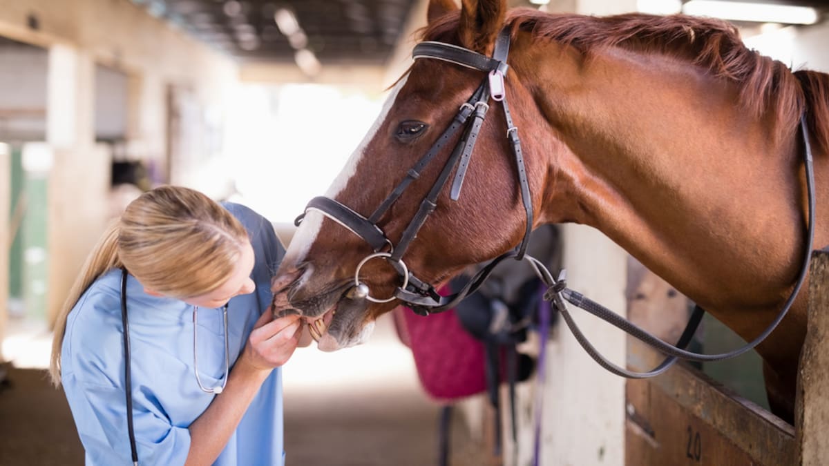 La encefalitis equina, una enfermedad viral que puede llevar a la muerte a los animales