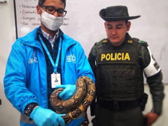 Encuentran una boa constrictor de más de un metro en un autobús de Bogotá