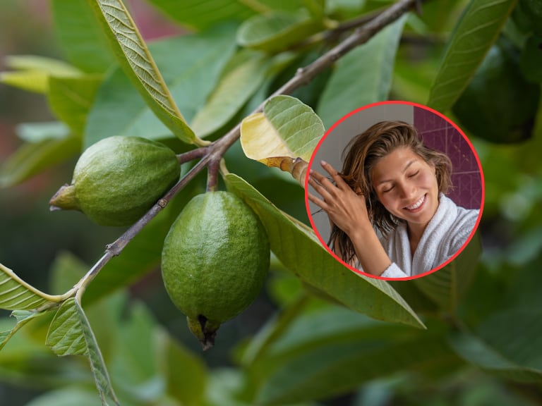 Árbol de guayaba y de fondo una mujer aplicando un tratamiento para su cabello (Fotos vía Getty Images)