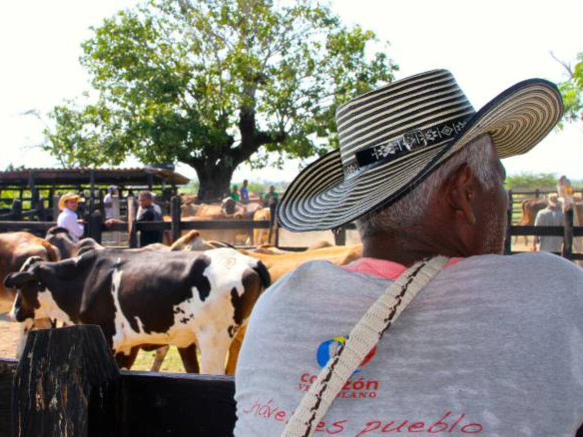 Ganaderos estiman en 1 billón de pesos pérdidas por fenómeno de El Niño