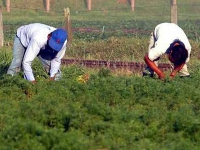 Sector agrícola. Foto: Colprensa.