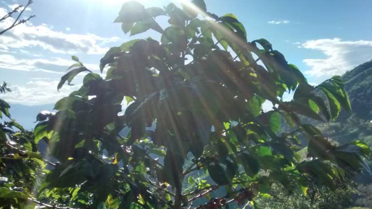 Reinel Grisales, cafetero de Aguadas, Caldas