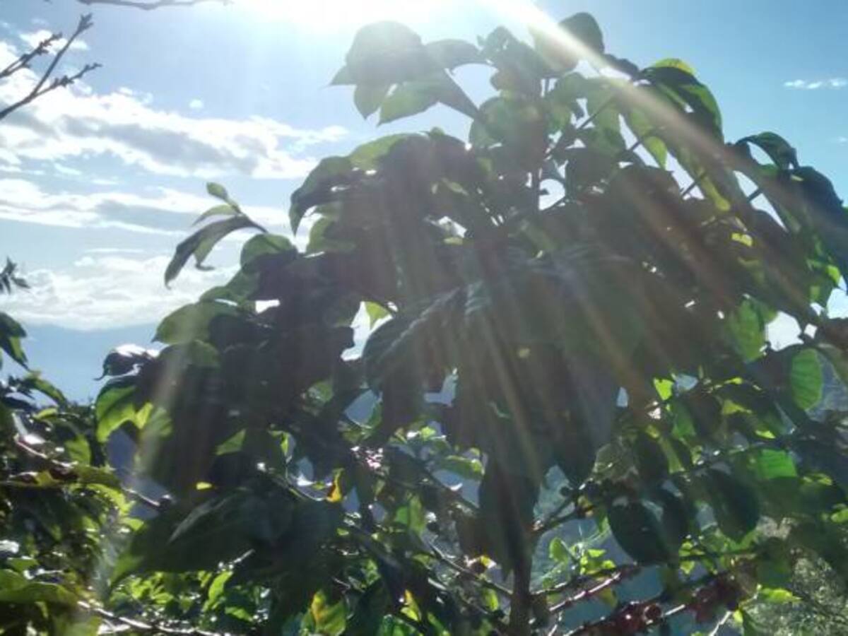 Cultivos como la mora y el aguacate hass dejan sin recolectores a los cafeteros