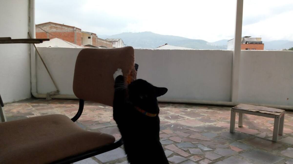 Imelda Barragan nos envía la fotografía de su gato "con las manos en la masa"