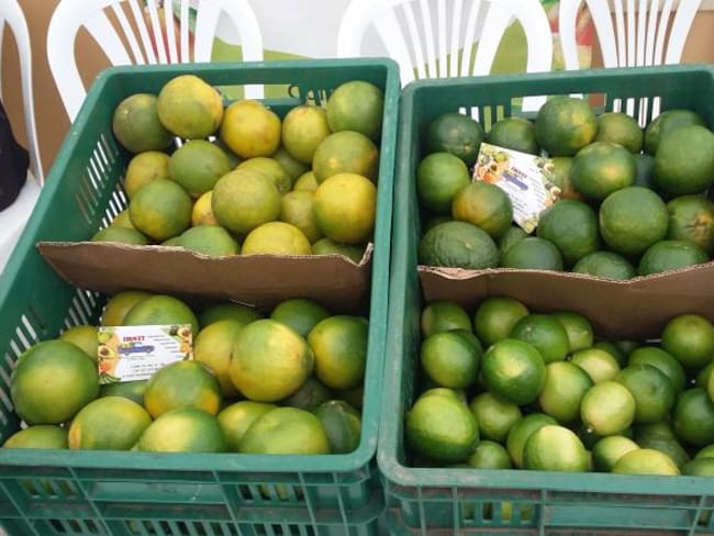 Limón Tahití será exportado desde Caldas hacia Argentina