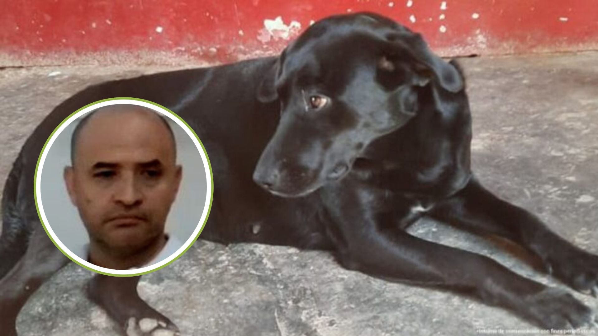 Henry León Sánchez Sánchez es el médico veterinario imputado por maltrato animal. Foto: Fiscalía.