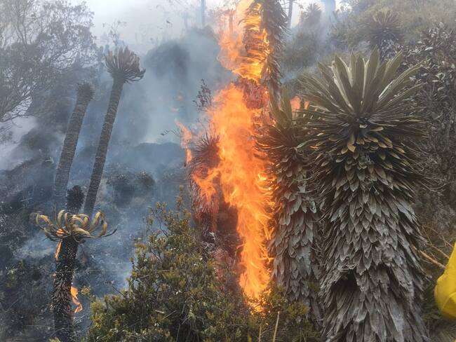 742 municipios del país están en alerta por aumento de incendios forestales: Minambiente