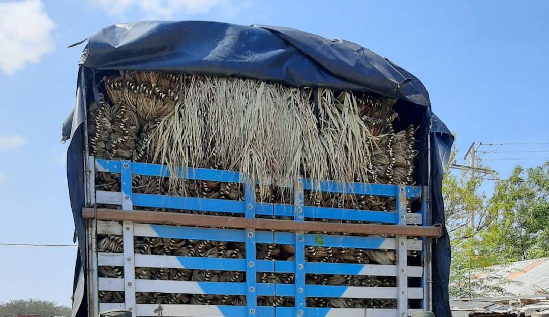 Palma amarga incautada