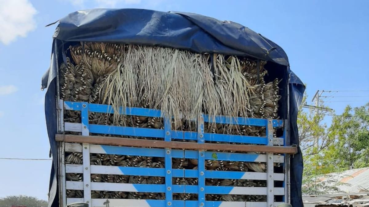 Policía incautó gran cantidad de palma amarga