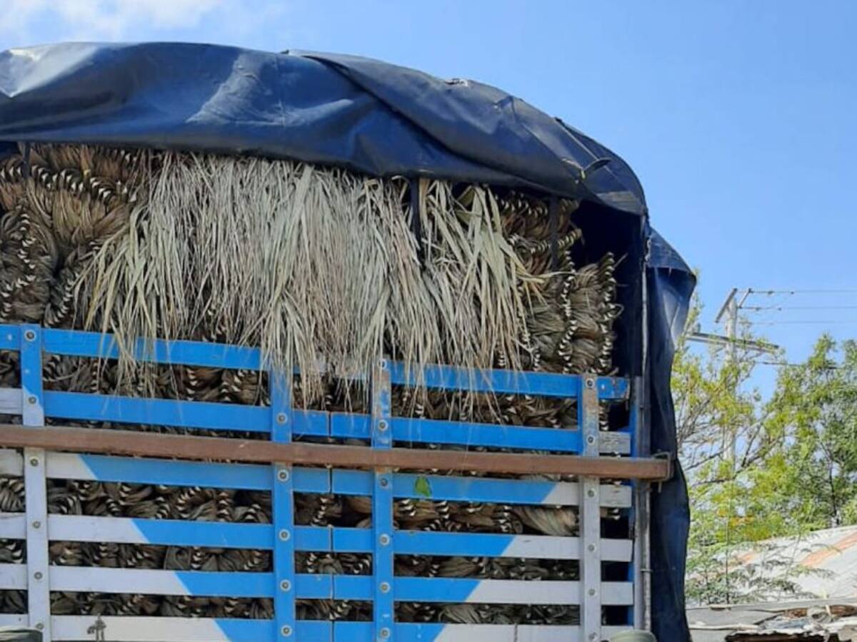 Policía incautó gran cantidad de palma amarga