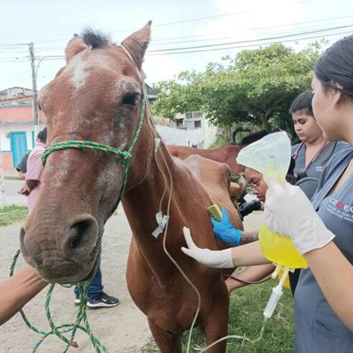 ¡Se jubilan! 12 caballos en Circasia, Quindío y serán reemplazados por motocarros