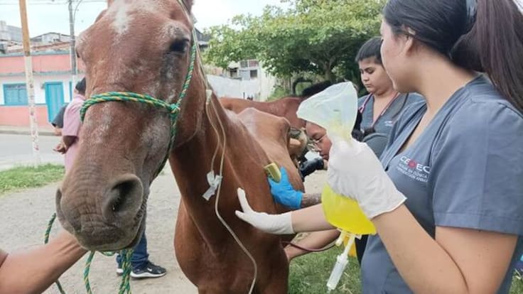 Julián Andrés Peña, alcalde de Circasia, Quindío