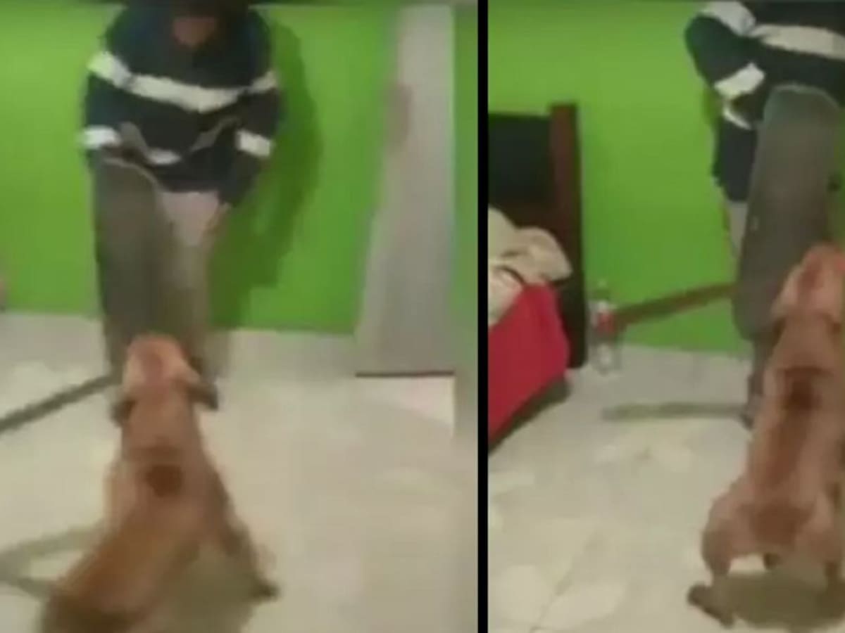 A punta de machete perro arremetió contra su dueño (VIDEO)