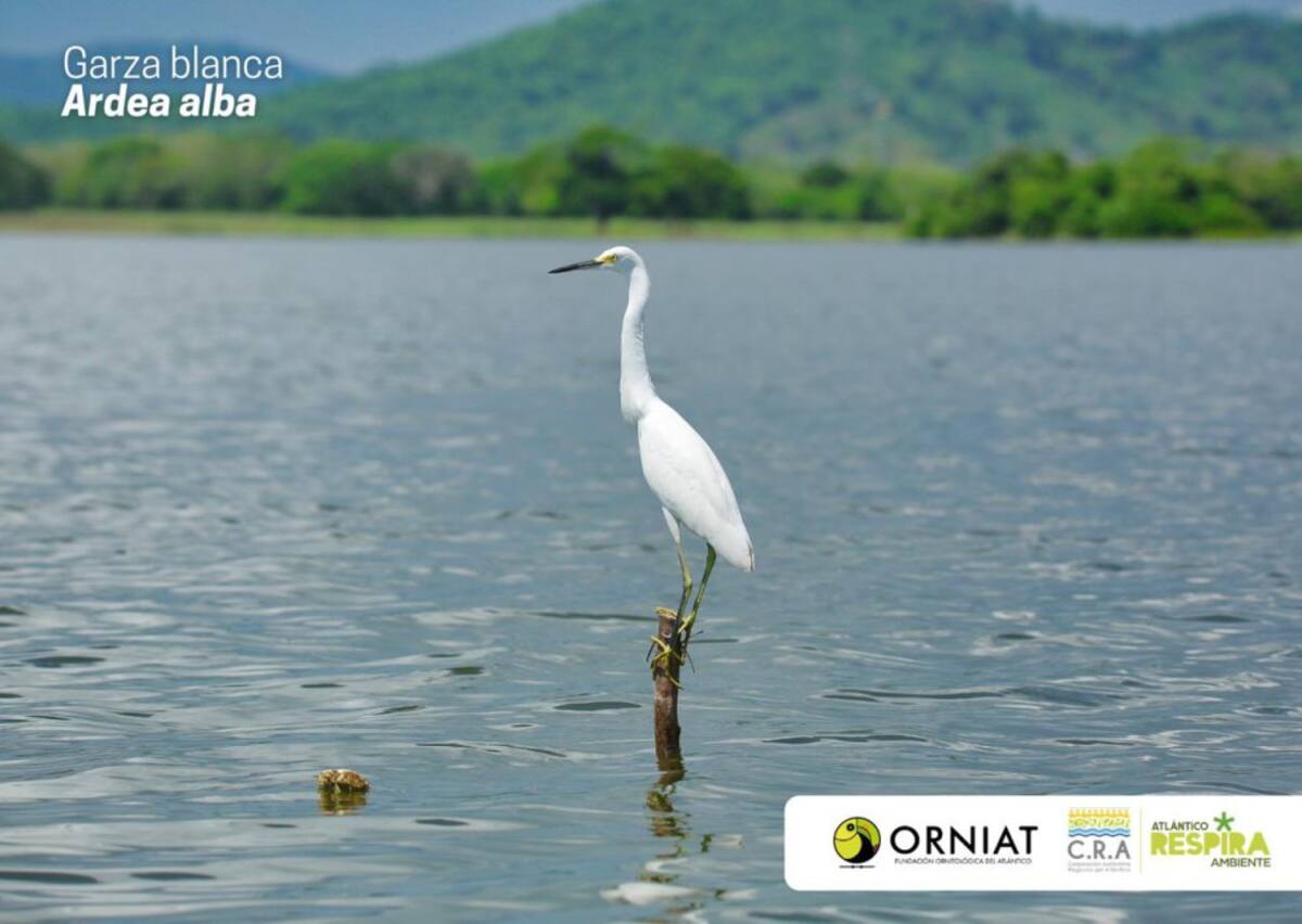 Atlántico vivió la jornada del Global Big Day, iniciativa mundial que a través del avistamiento, se identifican y dan a conocer el registro de aves con el que cuenta un territorio. En el marco de la expedición de Viaje al Corazón del Caribe de Caracol Radio y la Armada de Colombia, destacamos esta iniciativa que la Corporación Regional Autónoma del Atlántico, CRA y la Fundación ORNIAT de Atlántico, lideraron en el departamento, considerado un escenario de diversas especies de aves, tanto nativas como extranjeras que llegan hasta el Atlántico, atraídas por ecosistemas como el de la Ciénaga de Mallorquín y la vía Parque Isla Salamanca.