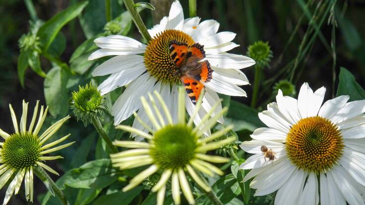 Lo que no sabe de las plantas.