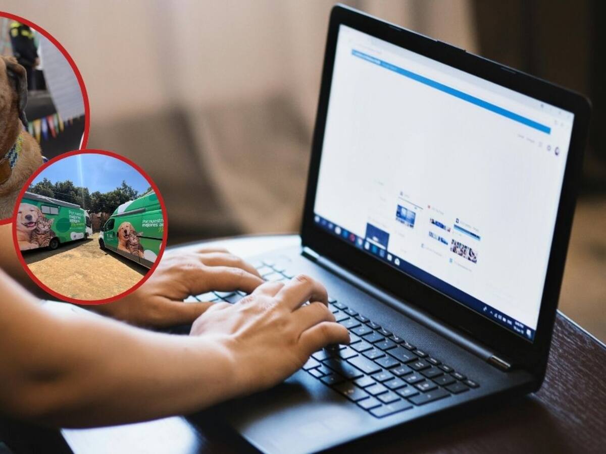 Bucaramanga estrena plataforma digital para adoptar mascotas con un clic, ¿cómo?