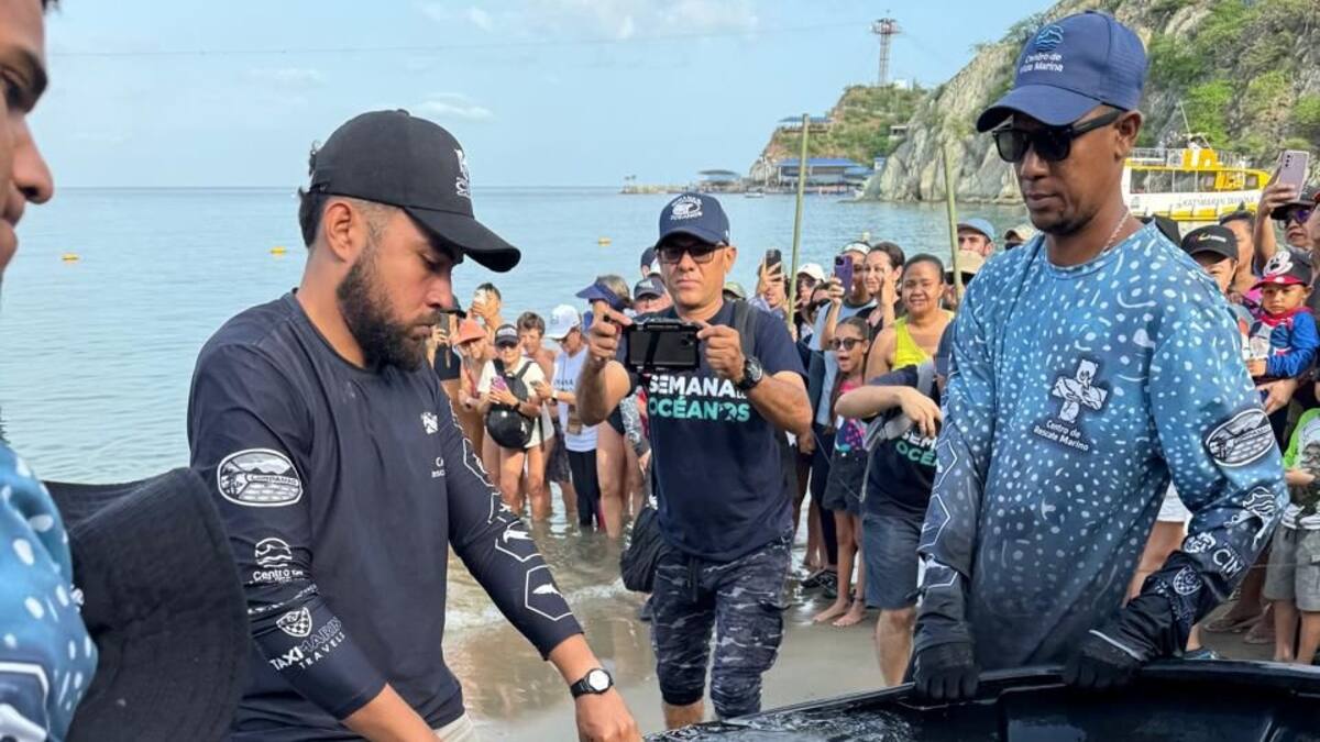 Con la liberación de tiburones y mantarrayas culminó la Semana de los Océanos en Santa Marta
