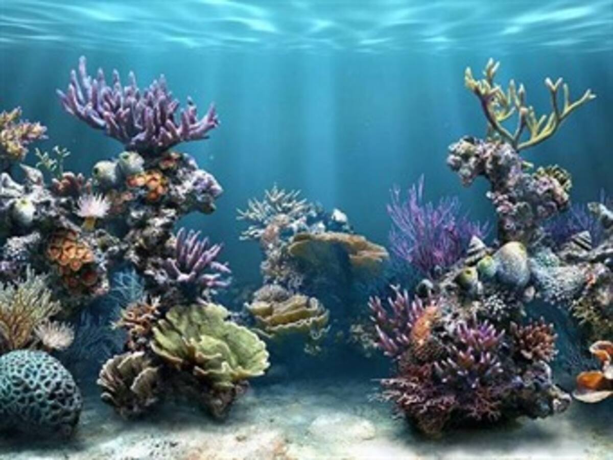 Proponen arrecifes artificiales para mejorar el ecosistema